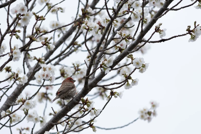 a bird sits on a tree nch in the middle of flowering