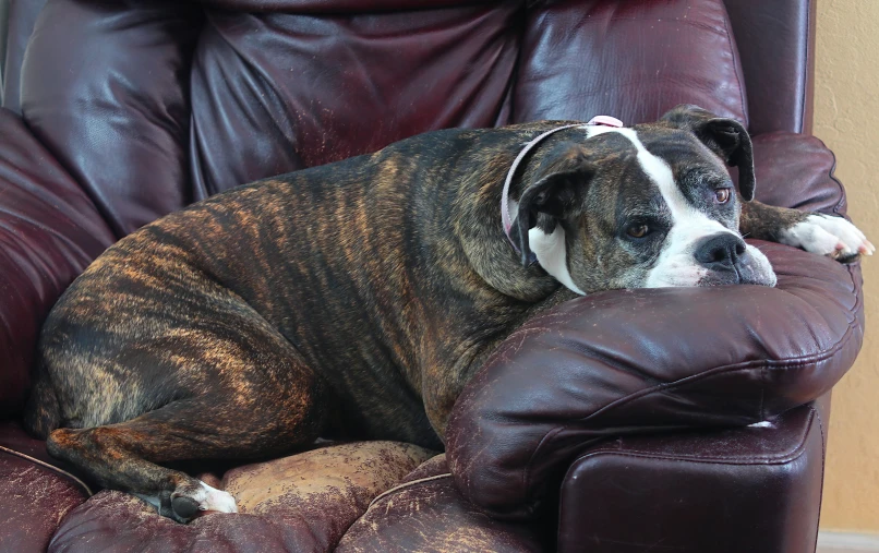 a dog that is laying down on a couch