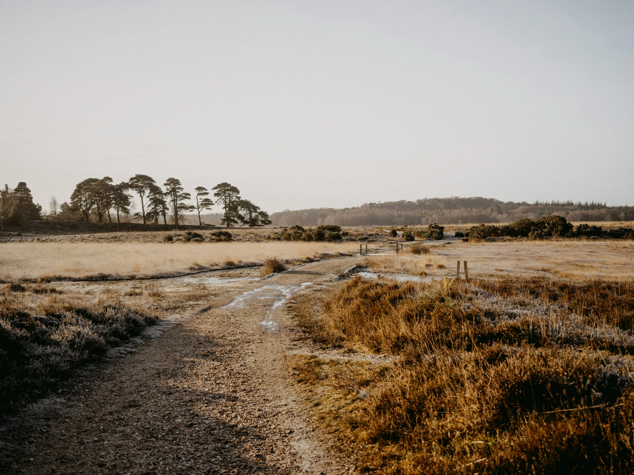 a path leads to a grassy field