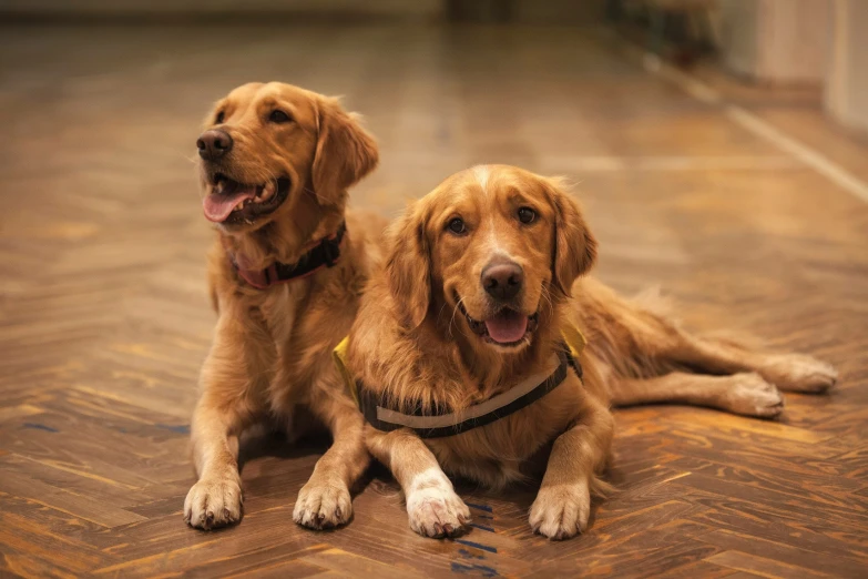 two dogs laying on the floor next to each other