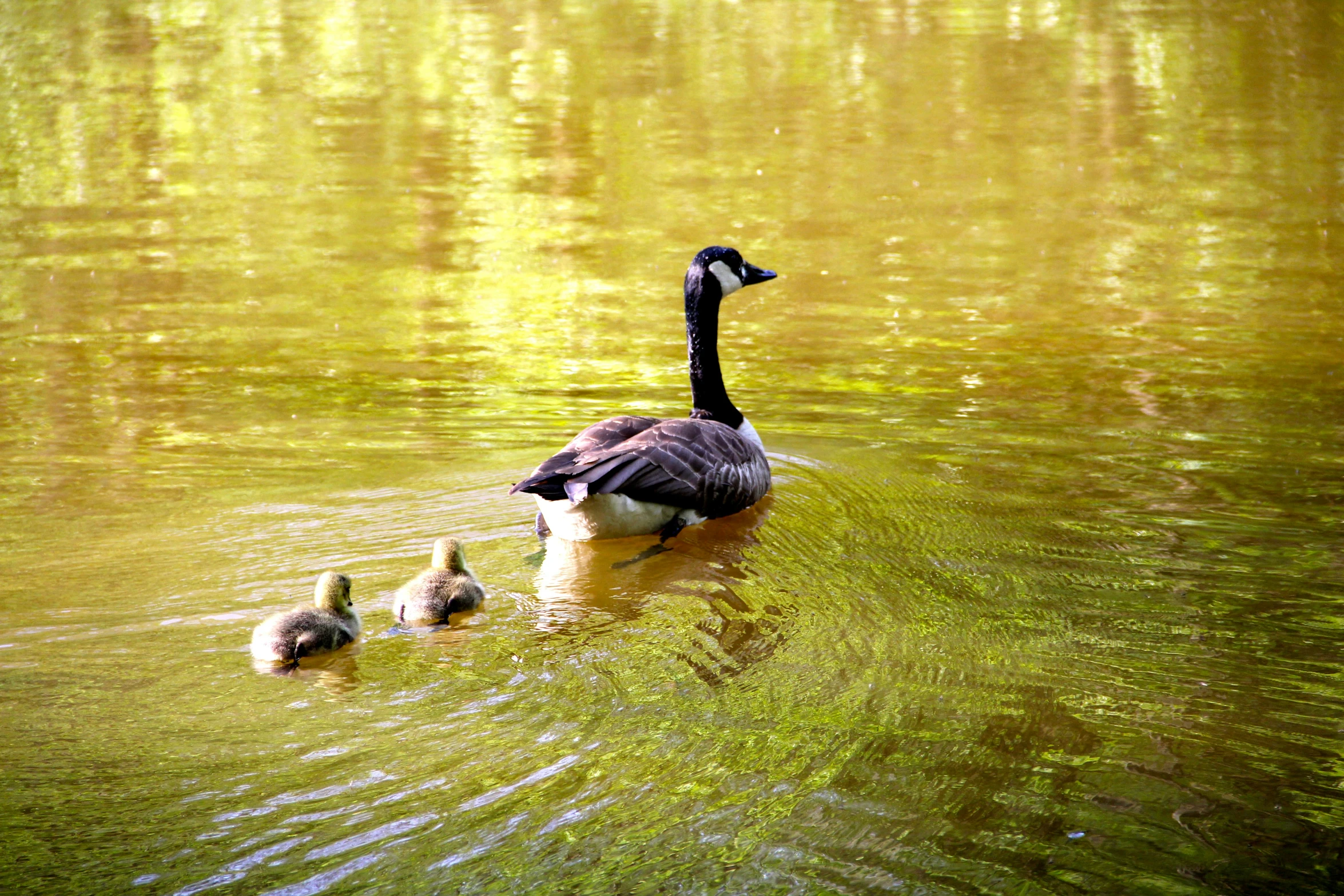 the black bird is eating and its baby is swimming beside it