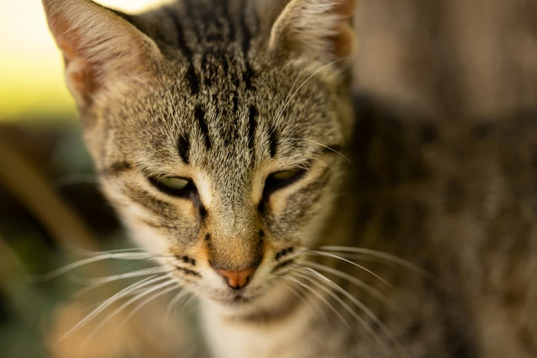 a cat looks up at the camera from behind