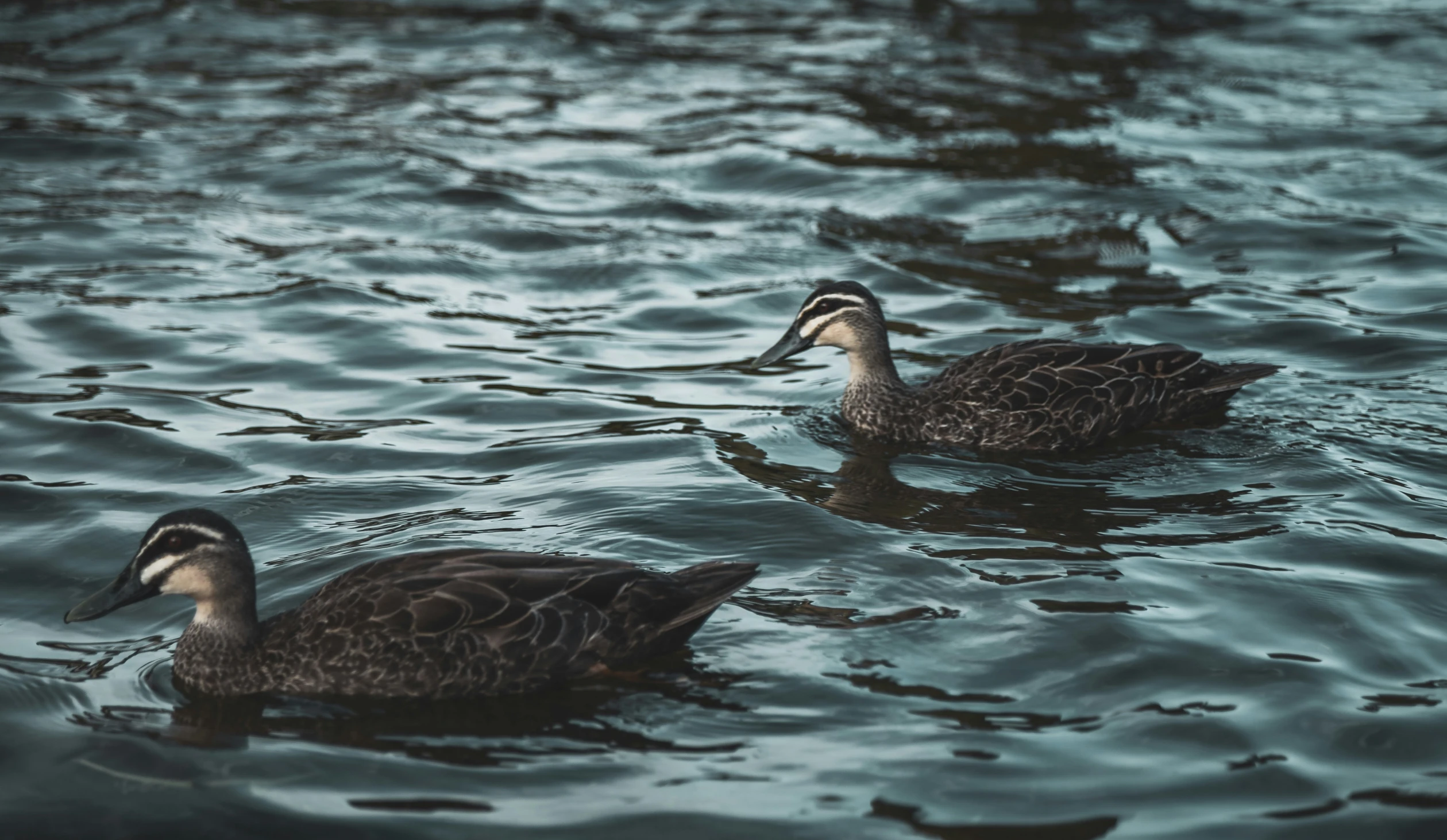 three ducks floating on a large body of water