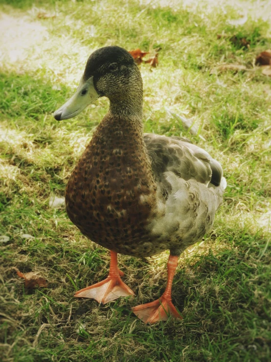 a duck standing in the grass near some dirt