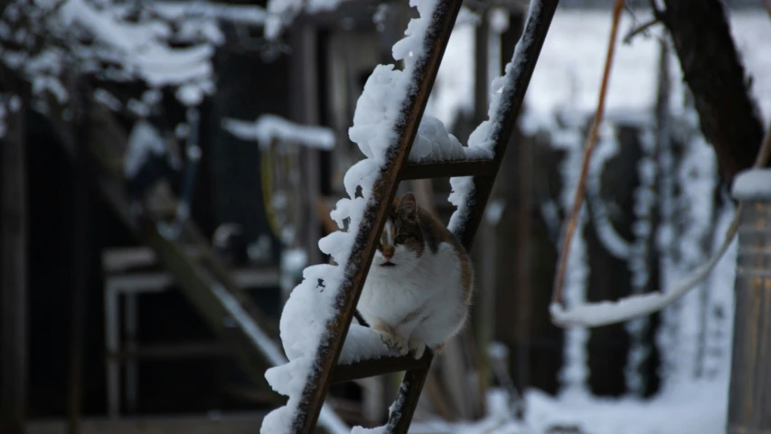 a squirrel sitting on a snowy nch in the woods