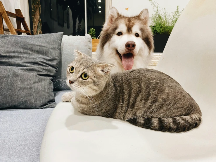 a cat and dog are looking at the camera