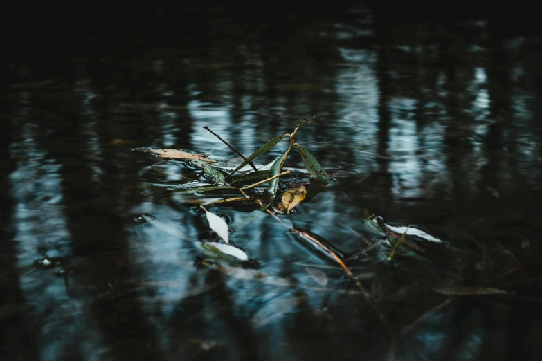 a plant with stems is floating on water