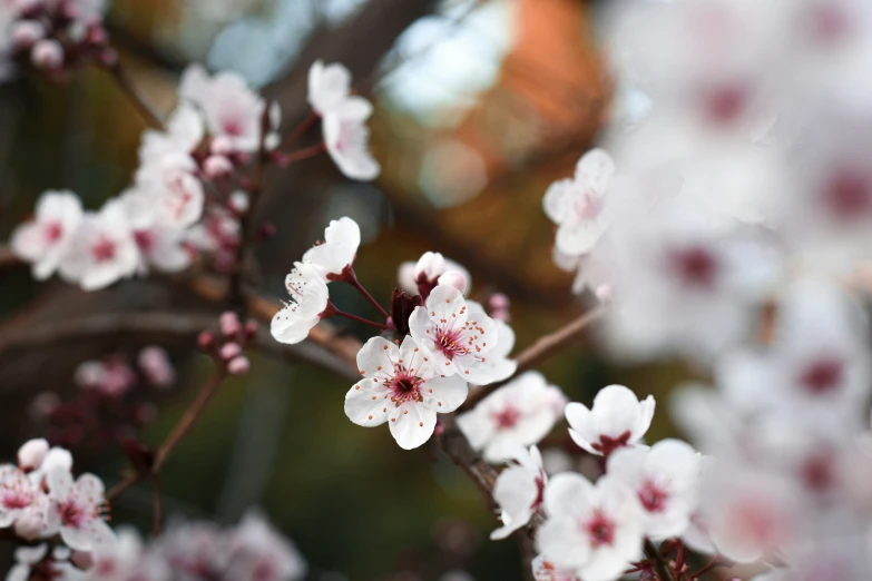 white and red flowers are blooming on a tree