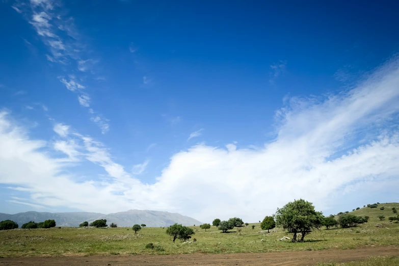 several animals grazing in an open field