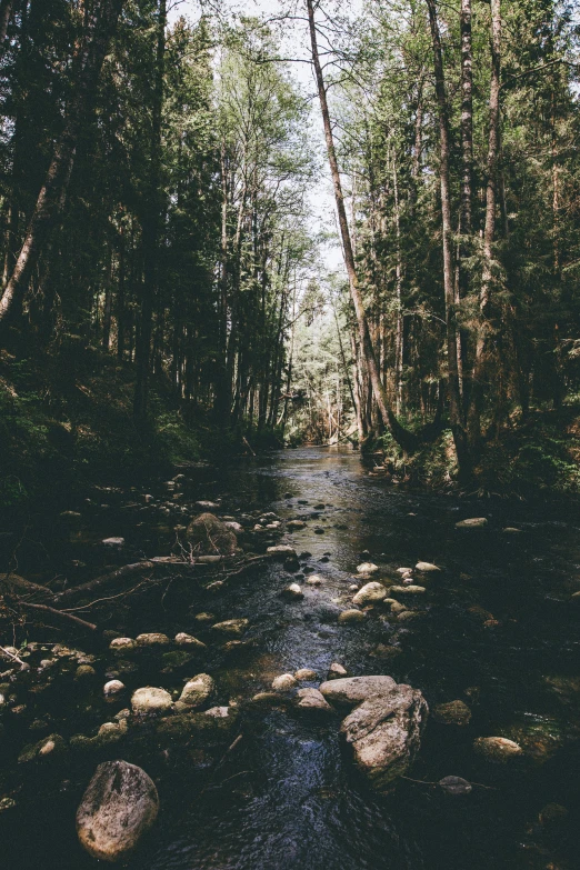 a creek surrounded by lots of trees with rocks in the water