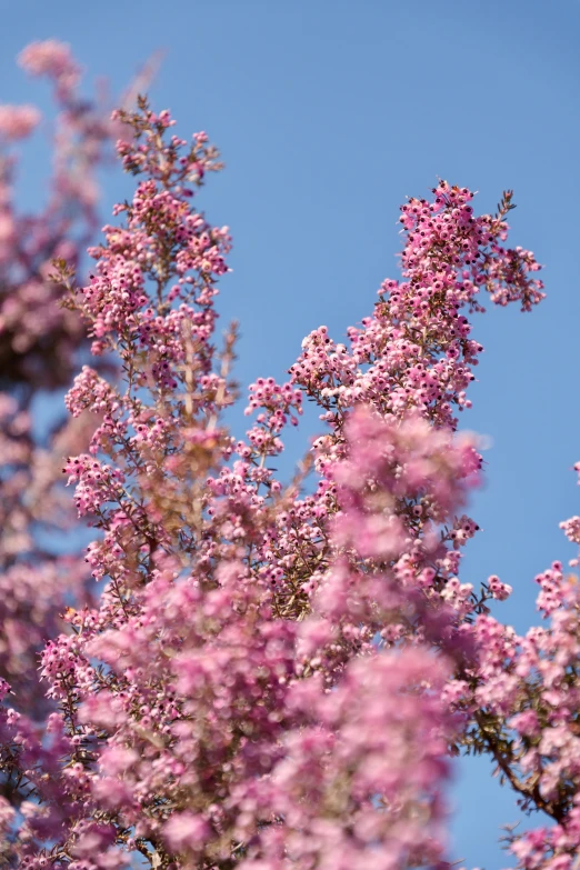 a tree filled with lots of purple flowers under a blue sky