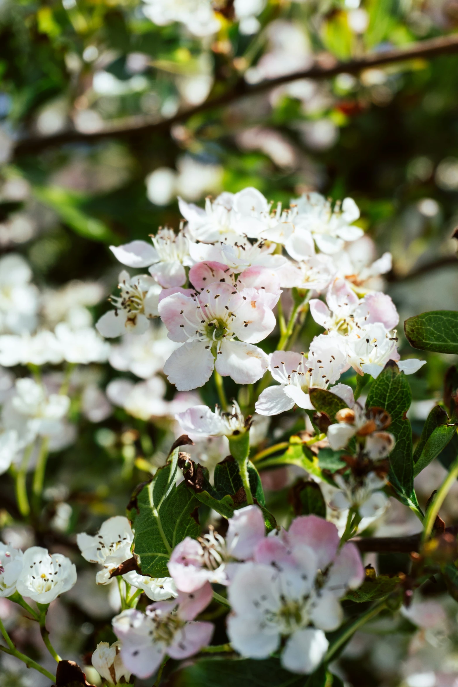 blossoms in bloom are pink and white