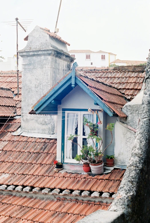 a window on the roof of a building has a potted plant in front of it