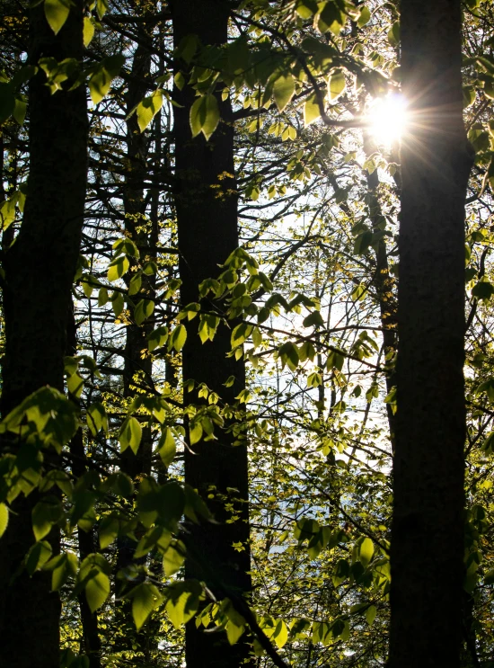 bright sunlight shines through trees in the woods