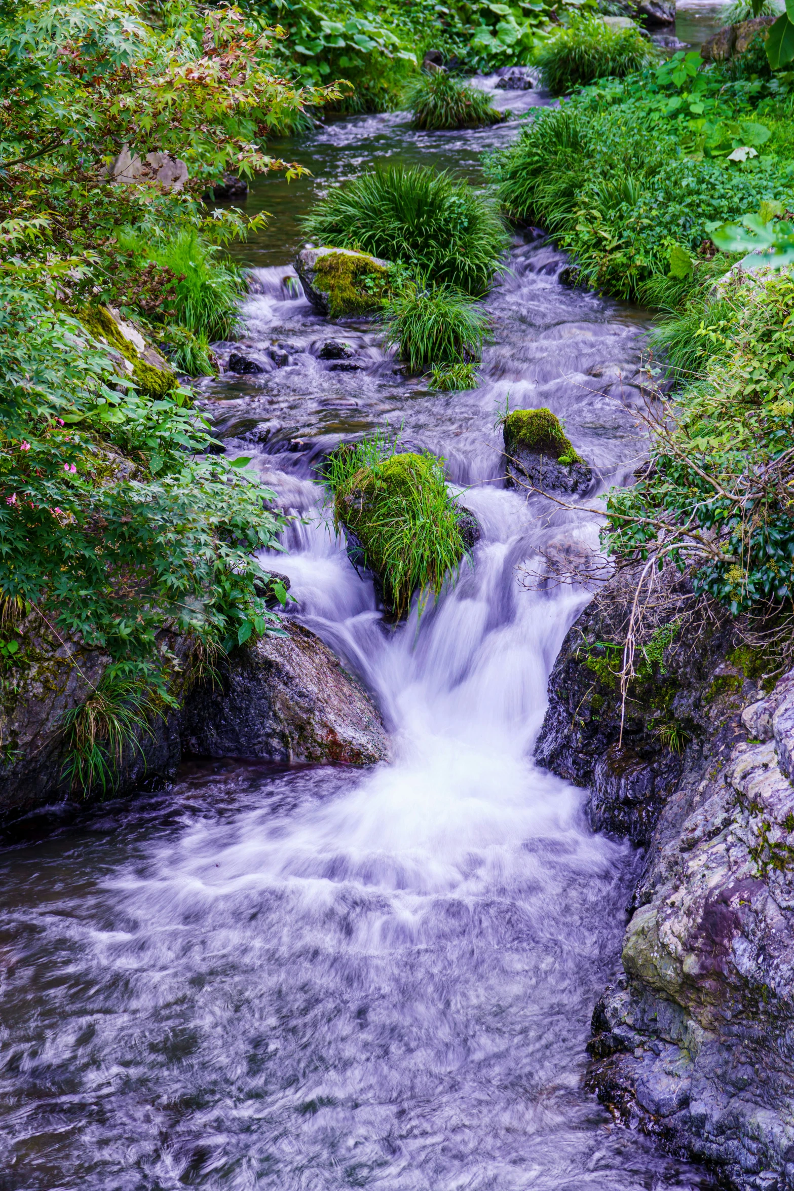 small stream passing through a rocky area surrounded by ferns