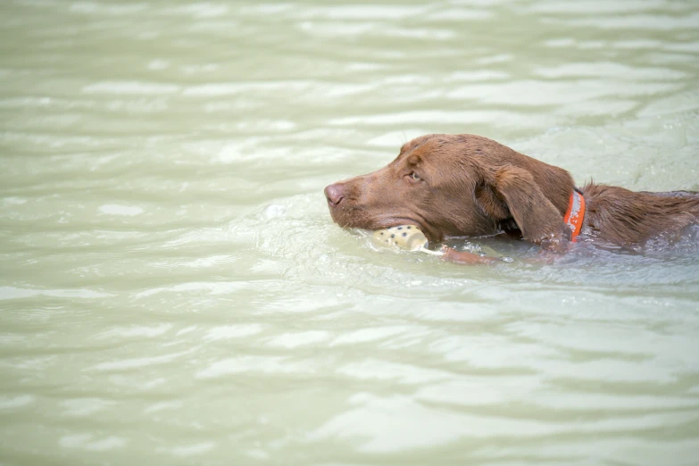 a brown dog is swimming in the water