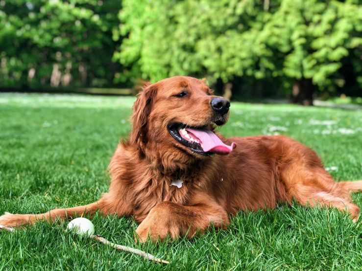 a large brown dog laying on top of a lush green field