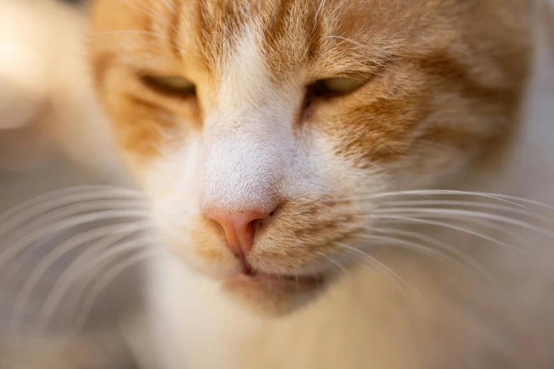 a close up image of a cat with an orange and white color