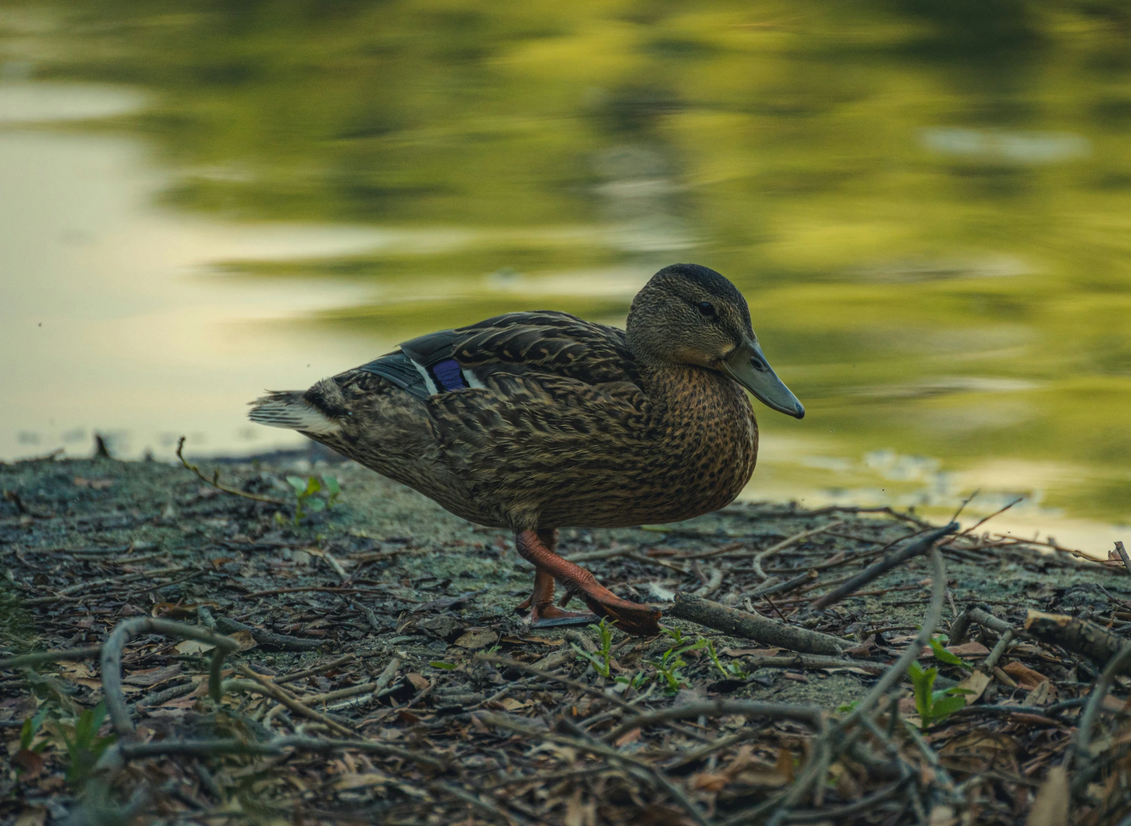 a duck is standing on some dried grass