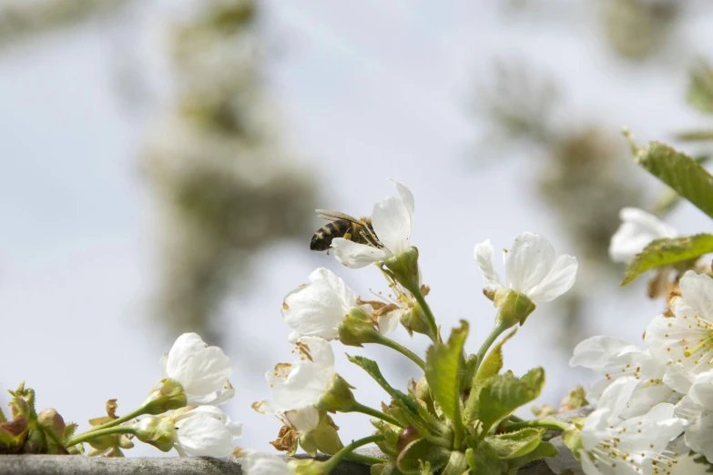 a bee is landing on a flower as it's next to the leaves