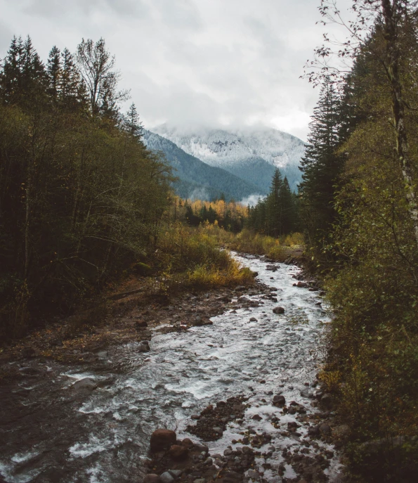 a river running through a lush green forest