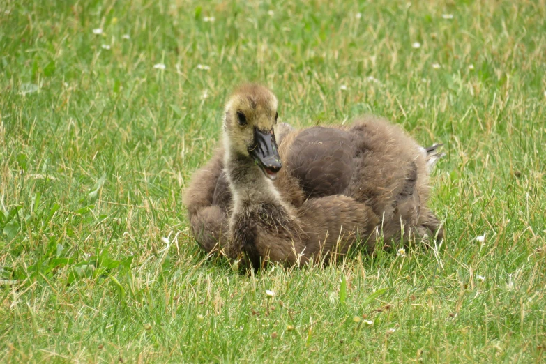 a pair of baby ducks sitting in the grass