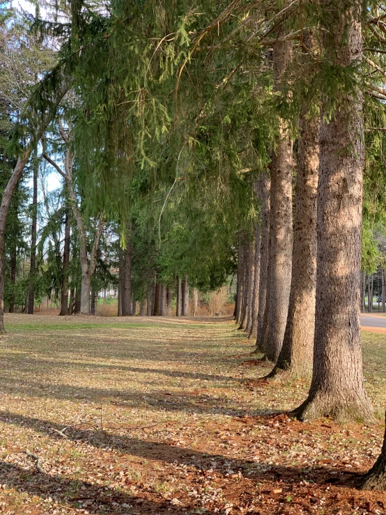 several trees line a sidewalk in the park