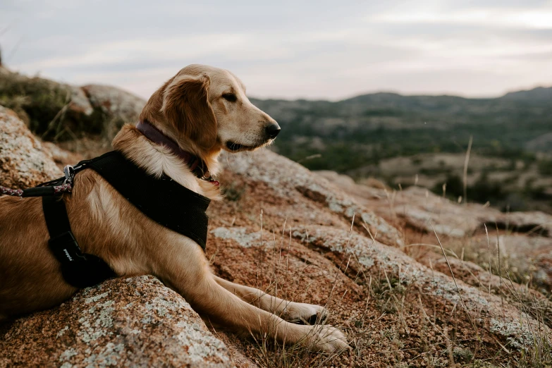 a dog sitting on top of a stone hillside