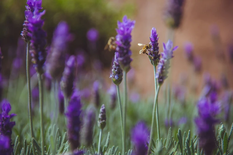 a bee sitting on a purple flower in a green field