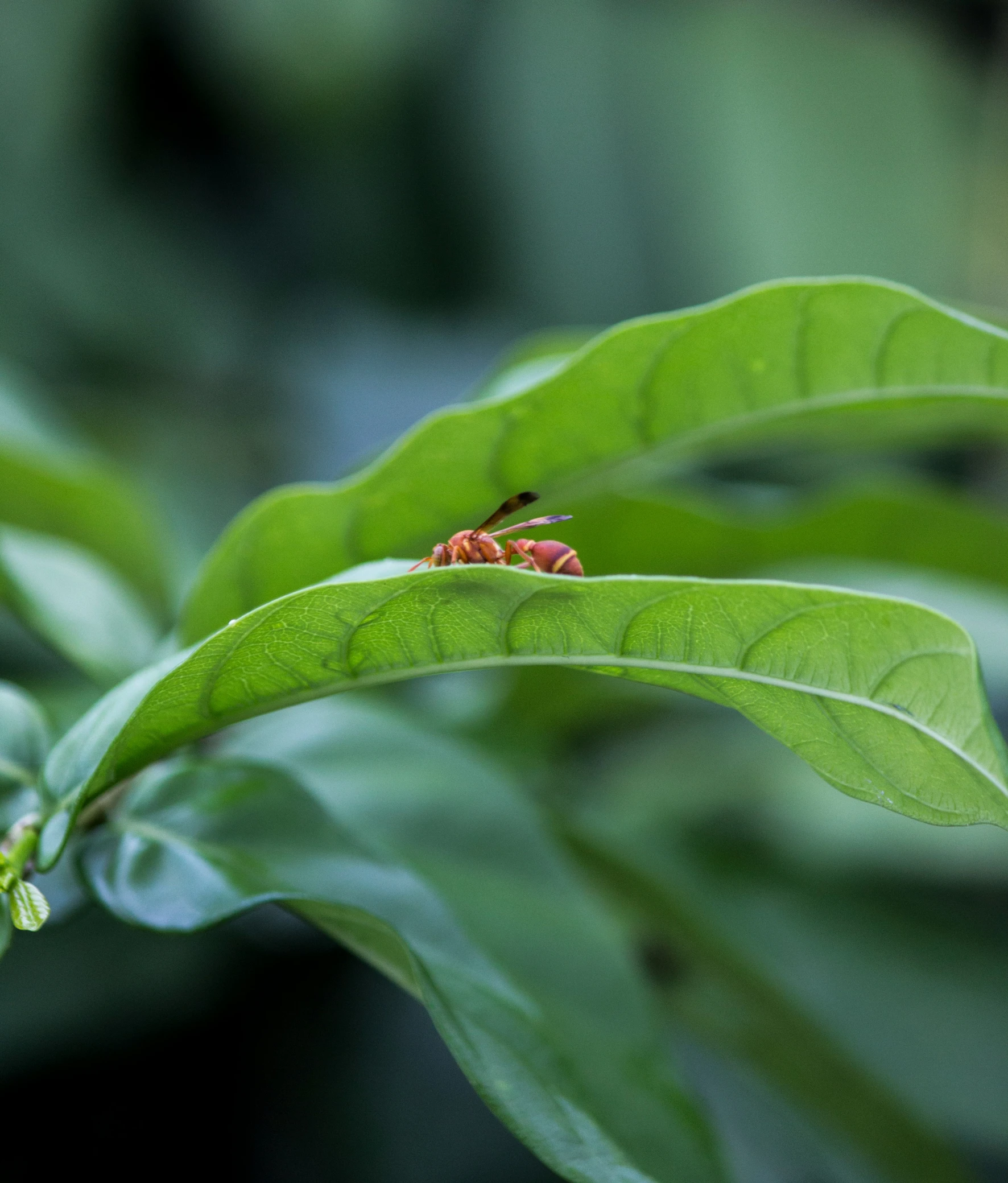 a red bug crawling on a green leaf