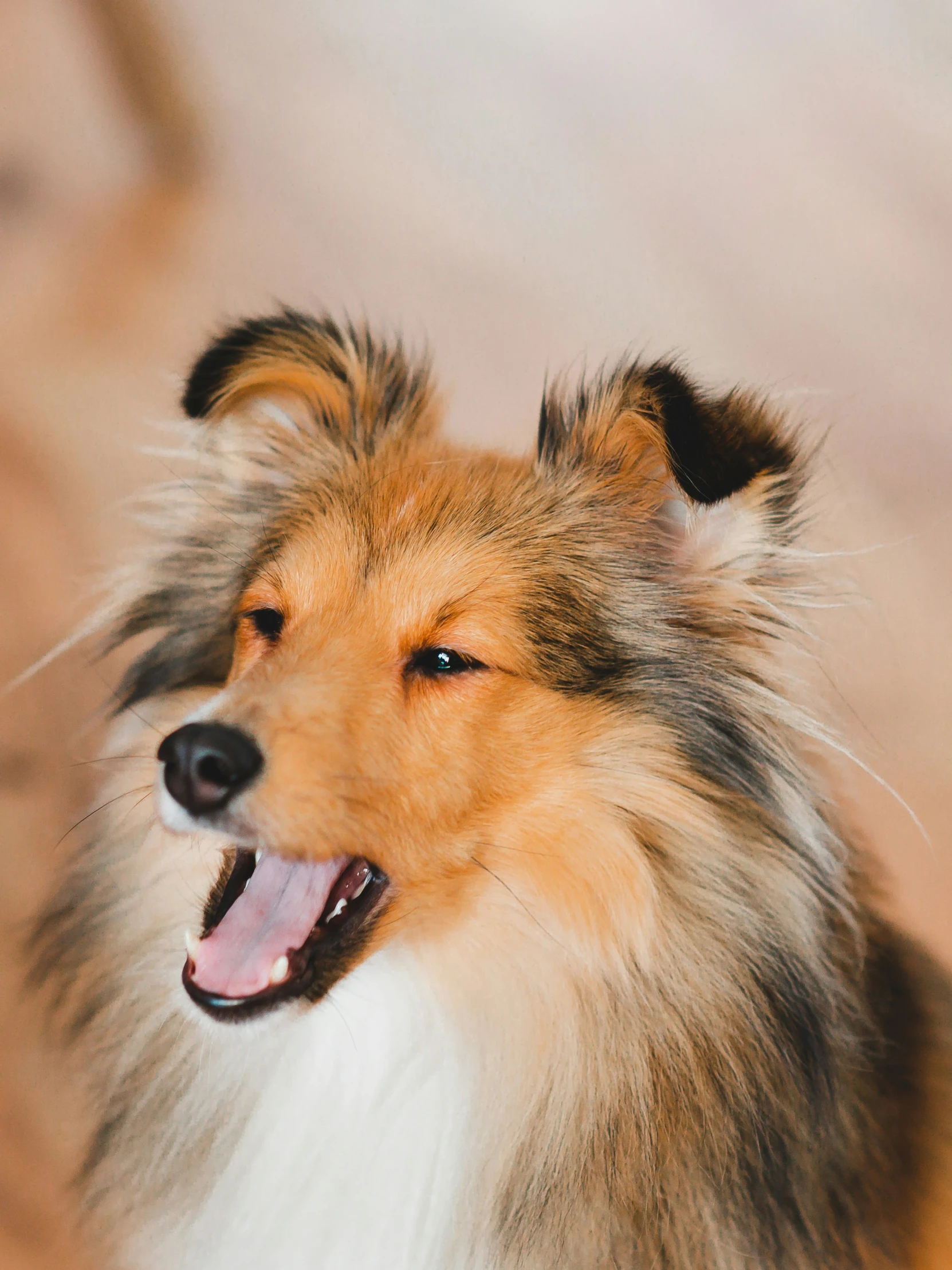 a collie dog sitting down and barking