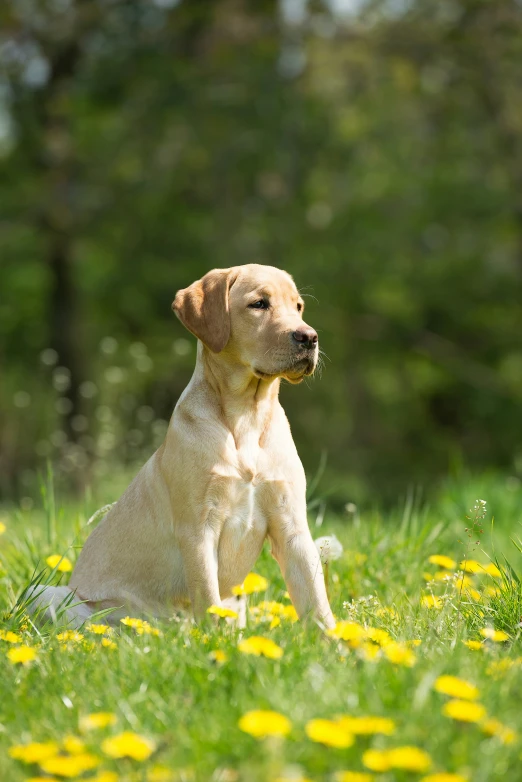 a yellow lador sitting on a grass covered field