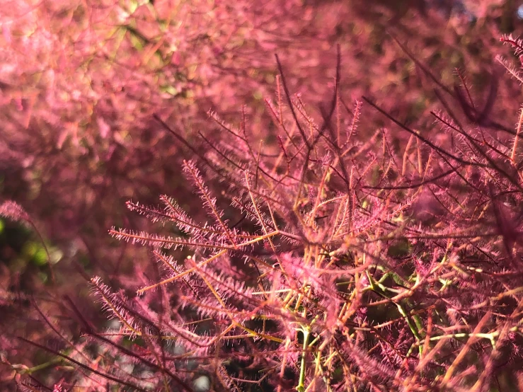 the top of the nch is almost completely covered with purple moss