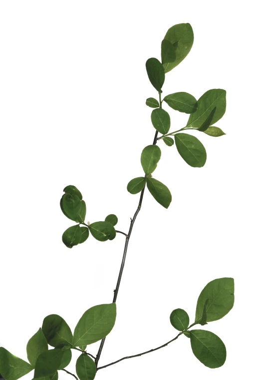 a plant with very small leaves hanging on a twig