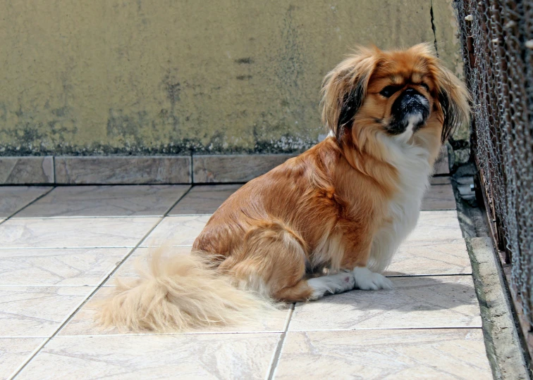 the large dog sits on the tiled floor and looks at soing