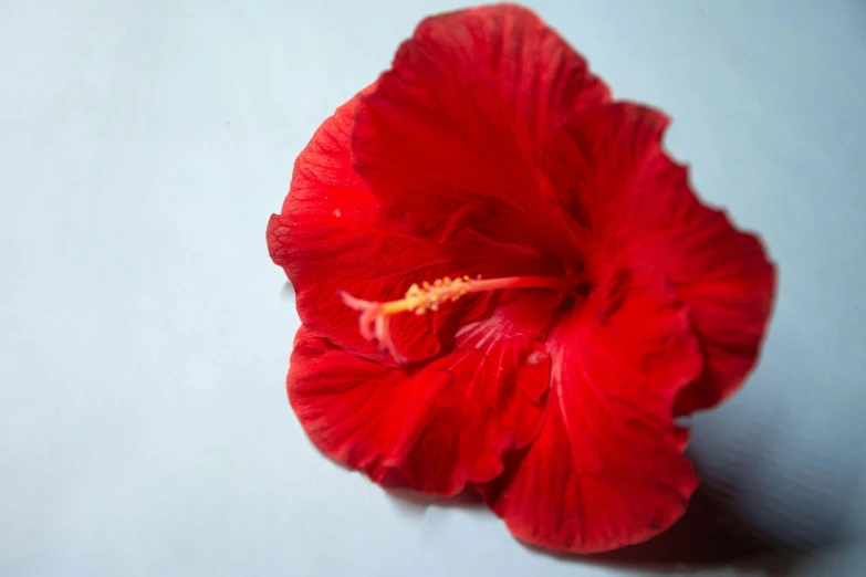 red flower with yellow stamen near it's center