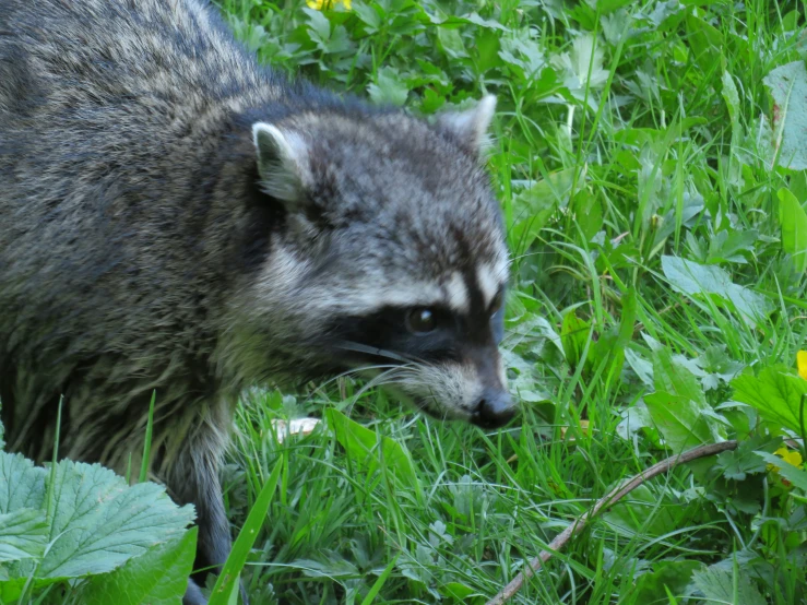 a rac looks at soing while standing in the grass