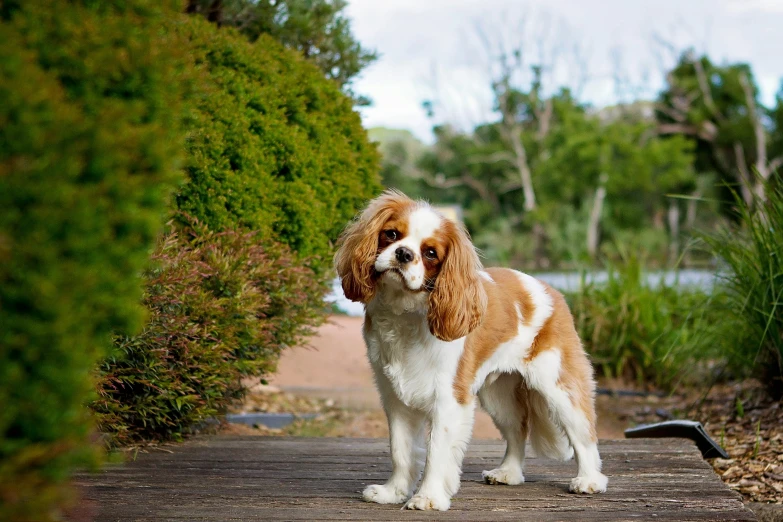 brown and white dog standing on pathway between trees