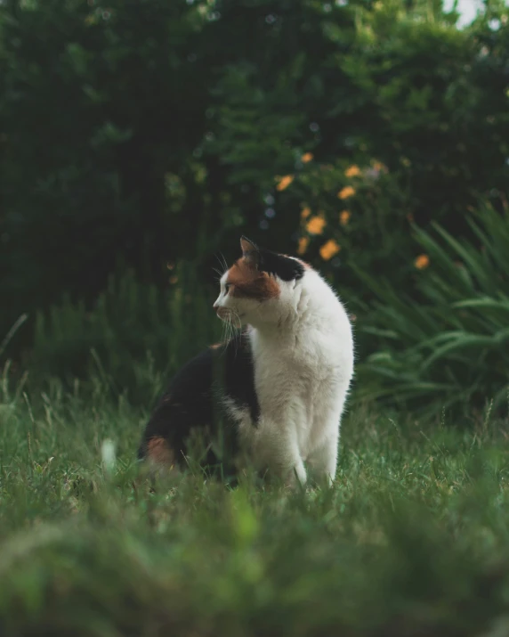 a cat that is sitting in the grass