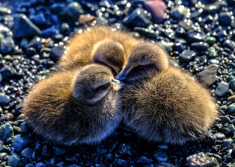 two baby birds lay down on some gravel