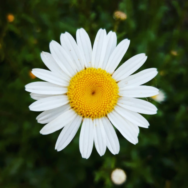 an unripe picture of a white and yellow daisy