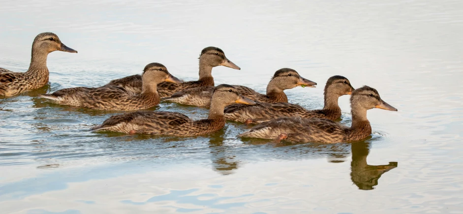 the baby ducks are floating in the water