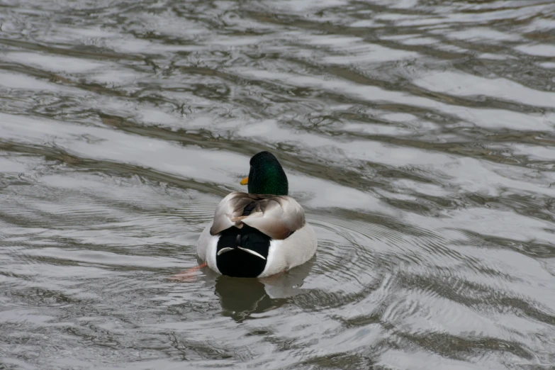 a bird floating on top of a lake next to a forest