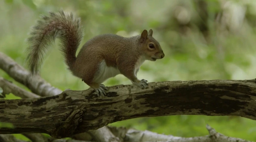 a gray squirrel sits on a nch in the woods