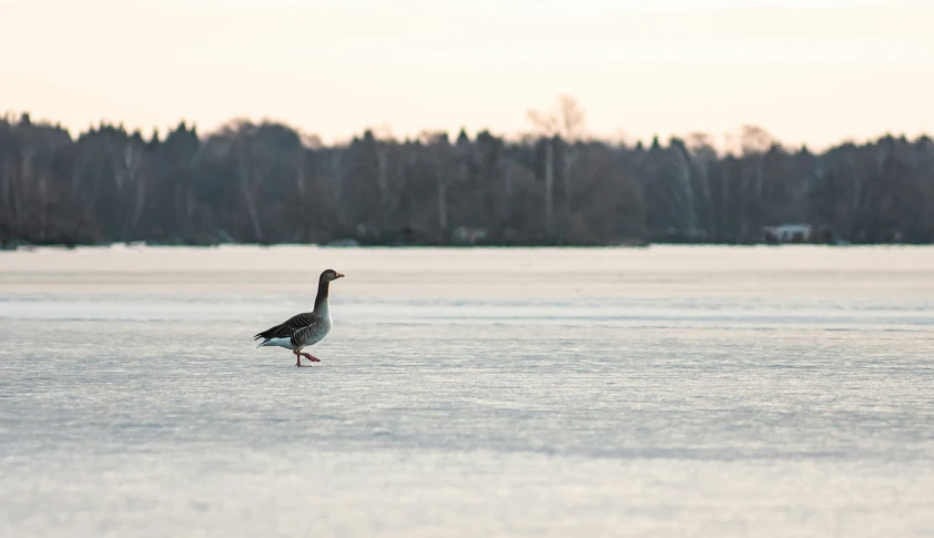 a bird in the middle of a body of water