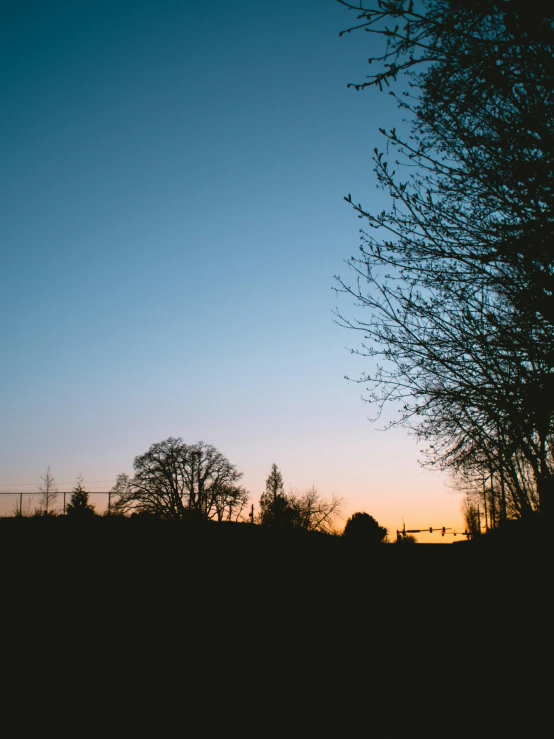 a bird is flying past some trees at sunset