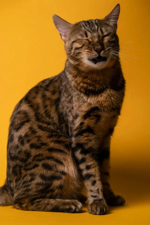 the cat is sitting up and happy, with one eye open