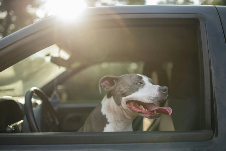 a dog is sticking his head out of a car window