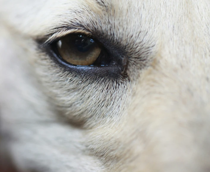 the large dog has brown eyes with a black stripe on his nose