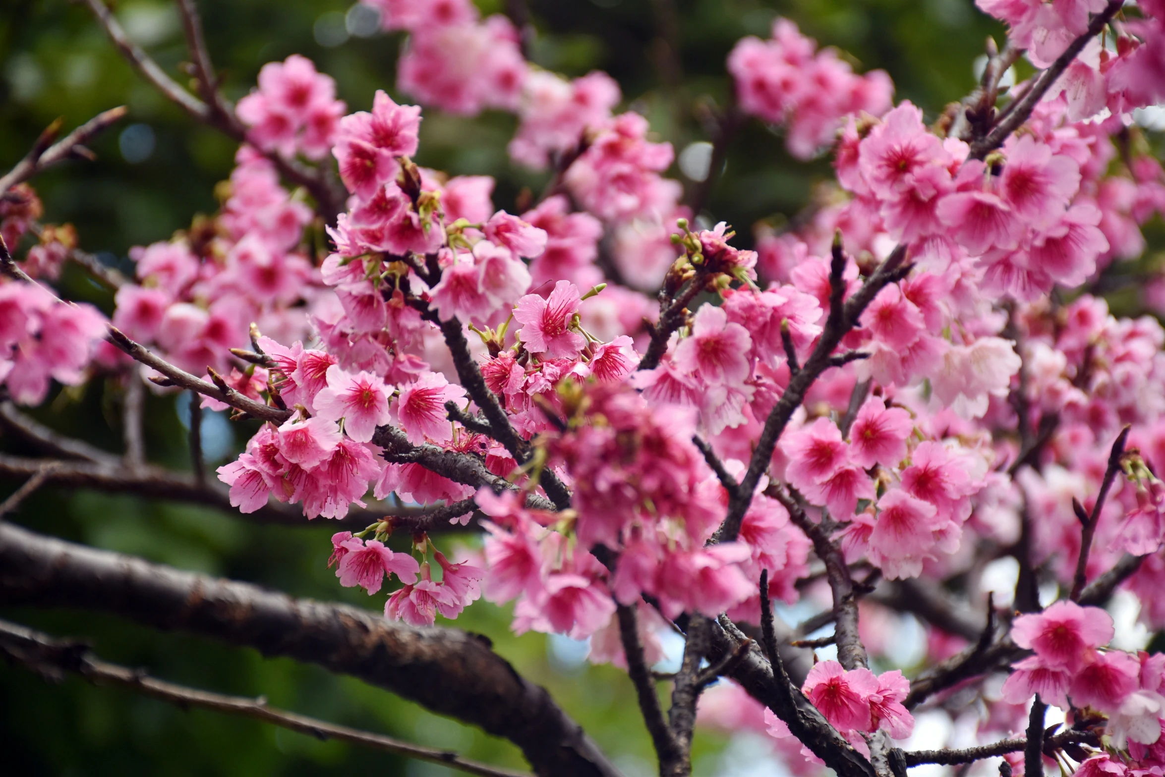 closeup image of beautiful pink blossoming tree in the spring